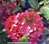 Гортензія волотиста Металіка (Hydrangea paniculata Metallica) - 11
