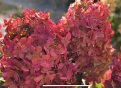Гортензія волотиста Металіка (Hydrangea paniculata Metallica) - 12