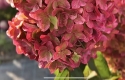 Гортензія волотиста Металіка (Hydrangea paniculata Metallica) - 14