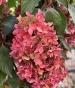 Гортензія волотиста Металіка (Hydrangea paniculata Metallica) - 15