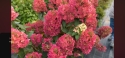 Гортензія волотиста Металіка (Hydrangea paniculata Metallica) - 2
