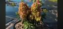 Гортензія волотиста Металіка (Hydrangea paniculata Metallica) - 4