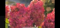 Гортензія волотиста Металіка (Hydrangea paniculata Metallica) - 7