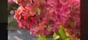 Гортензія волотиста Металіка (Hydrangea paniculata Metallica) - 8