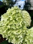 Гортензія волотиста Лівінг Самер Лав(Hydrangea paniculata Living Summer Love® ) - 11
