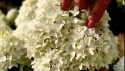 Гортензія волотиста Лівінг Самер Лав(Hydrangea paniculata Living Summer Love® ) - 5