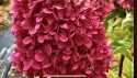 Гортензія волотиста Лівінг Самер Лав(Hydrangea paniculata Living Summer Love® ) - 8