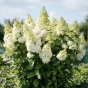 Гортензія волотиста Меджикал Кіліманджаро® (Hydrangea paniculata Magical Kilimanjaro® ) - 2