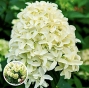 Гортензія волотиста Скайфол (Hydrangea paniculata Skyfall®) - 2
