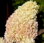 Гортензія волотиста Скайфол (Hydrangea paniculata Skyfall®) - 4
