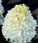 Гортензія волотиста Скайфол (Hydrangea paniculata Skyfall®) - 5