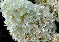 Гортензія волотиста Скайфол (Hydrangea paniculata Skyfall®) - 6