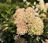 Гортензія волотиста Скайфол (Hydrangea paniculata Skyfall®) - 8