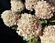 Гортензія волотиста Скайфол (Hydrangea paniculata Skyfall®) - 9