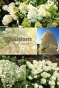 Гортензія волотиста Фантом (Hydrangea paniculata Phantom®) - 1