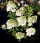 Гортензія волотиста Фантом (Hydrangea paniculata Phantom®) - 2