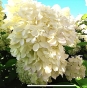 Гортензія волотиста Фантом (Hydrangea paniculata Phantom®) - 3