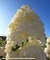 Гортензія волотиста Фантом (Hydrangea paniculata Phantom®) - 5