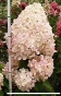 Гортензія волотиста Фантом (Hydrangea paniculata Phantom®) - 6