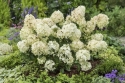 Гортензія волотиста Петіт Стар (Hydrangea paniculata ‘Petite Star’) - 2