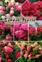 . Гортензія волотиста Сандей Фрайз (Hydrangea paniculata Sunday Fraise®) - 1