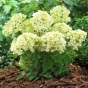 Гортензія волотиста Бомшел(Hydrangea paniculata Bombshell®) - 1