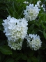 Гортензія волотиста Бомшел(Hydrangea paniculata Bombshell®) - 5