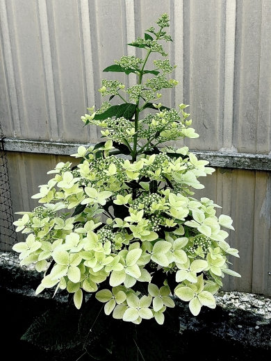 Гортензія волотиста Confetti® (Hydrangea paniculata Confetti®) Р9- 0.5л - 2