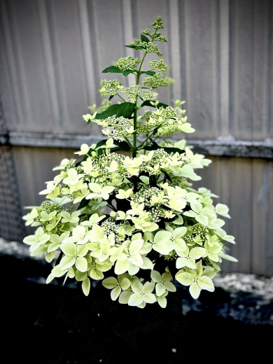 Гортензія волотиста Confetti® (Hydrangea paniculata Confetti®) Р9- 0.5л - 3
