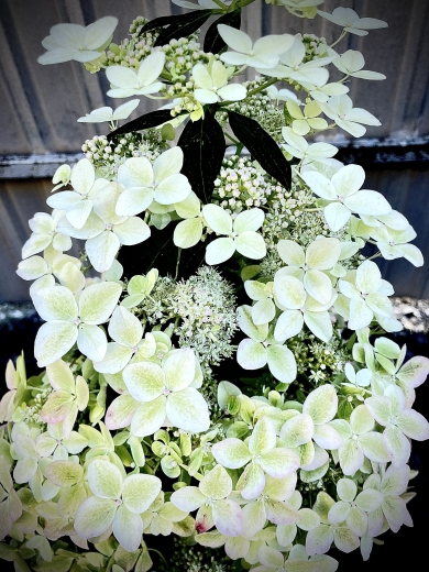 Гортензія волотиста Confetti® (Hydrangea paniculata Confetti®) Р9- 0.5л - 4
