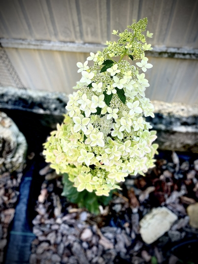 Гортензія волотиста Confetti® (Hydrangea paniculata Confetti®) Р9- 0.5л - 5
