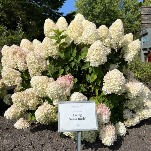 Гортензія волотиста Лівінг Шуга Раш(Hydrangea paniculata Living Sugar Rush®) - 2