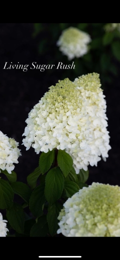 Гортензія волотиста Лівінг Шуга Раш(Hydrangea paniculata Living Sugar Rush®) - 3