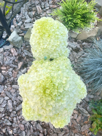 Гортензія волотиста Лівінг Шуга Раш(Hydrangea paniculata Living Sugar Rush®) - 4