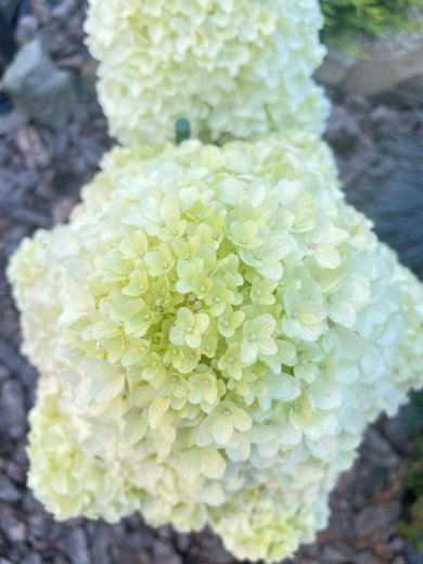 Гортензія волотиста Лівінг Шуга Раш(Hydrangea paniculata Living Sugar Rush®) - 5