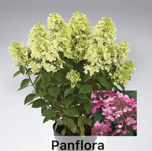 Гортензія волотиста Панфлора (Hydrangea paniculata ‘Panflora’) - 2