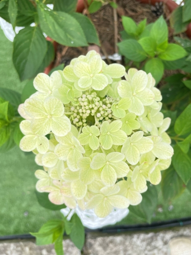 Гортензія волотиста Панфлора (Hydrangea paniculata ‘Panflora’) - 4