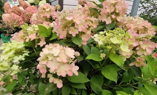 Гортензія волотиста Панфлора (Hydrangea paniculata ‘Panflora’) - 5