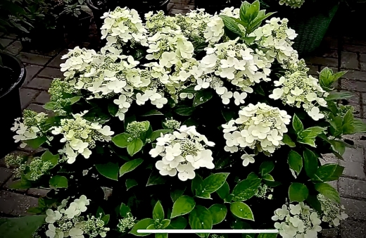 Гортензія волотиста Панфлора (Hydrangea paniculata ‘Panflora’) - 6