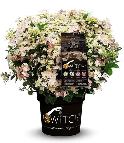 Гортензія волотиста Полестар (Hydrangea paniculata ‘Polestar’) - 2