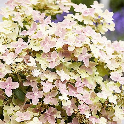 Гортензія волотиста Полестар (Hydrangea paniculata ‘Polestar’) - 3