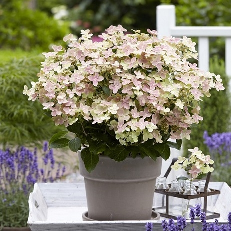 Гортензія волотиста Полестар (Hydrangea paniculata ‘Polestar’) - 4