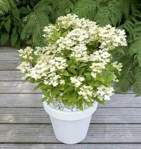 Гортензія волотиста Полестар (Hydrangea paniculata ‘Polestar’) - 5