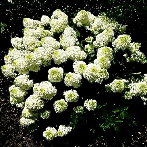 Гортензія волотиста Сільвер Долар (Hydrangea paniculata Silver Dollar®) - 2