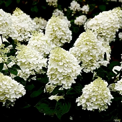 Гортензія волотиста Сільвер Долар (Hydrangea paniculata Silver Dollar®) - 3
