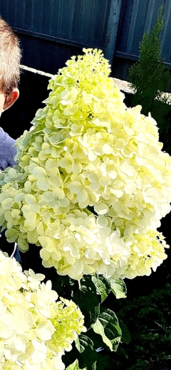 Гортензія волотиста Сільвер Долар (Hydrangea paniculata Silver Dollar®) - 5