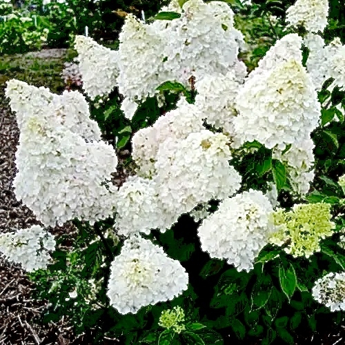 Гортензія волотиста Діамантіно (Hydrangea paniculata Diamantino®) - 2