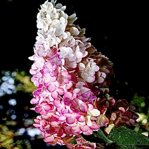 Гортензія волотиста Діамантіно (Hydrangea paniculata Diamantino®) - 3