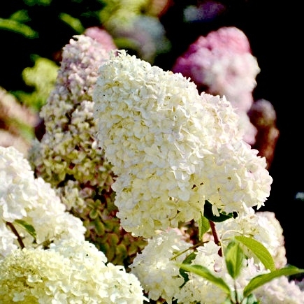 Гортензія волотиста Діамантіно (Hydrangea paniculata Diamantino®) - 4