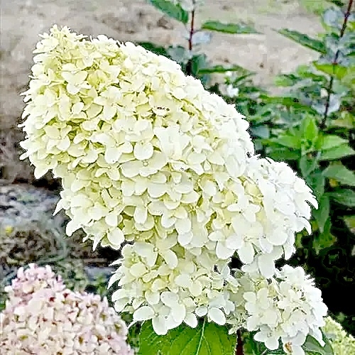 Гортензія волотиста Діамантіно (Hydrangea paniculata Diamantino®) - 5